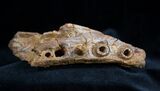 Fossil Crocodile Maxilla (jaw) - Cretaceous #1361-1